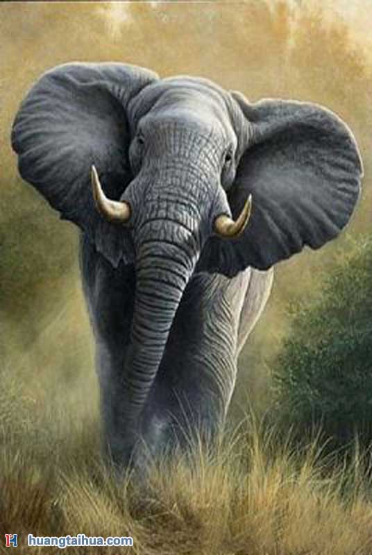 早晨森林里的大象早晨森林里的大象作品图片