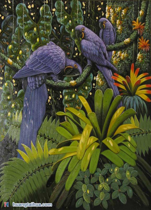 动物画,动物画图片,蓝鹦鹉,热带雨林紫蓝金刚鹦鹉