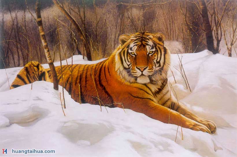 冬季精品冬天作品图片在雪地里等待着它的猎物出现