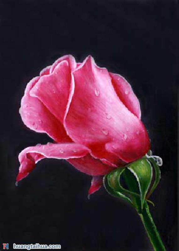 花卉画,花卉画图片,一株红玫瑰