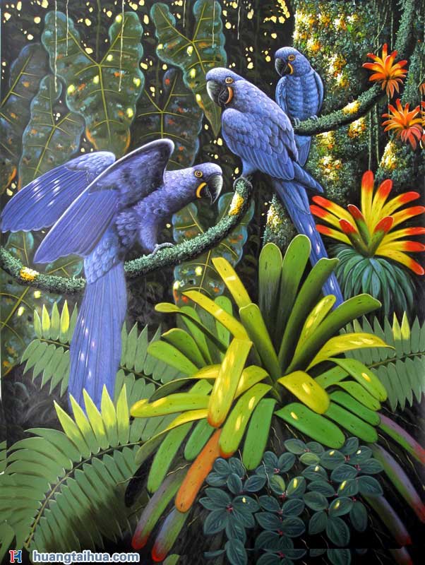 动物画,动物画图片,鹦鹉,紫蓝金刚鹦鹉,热带森林