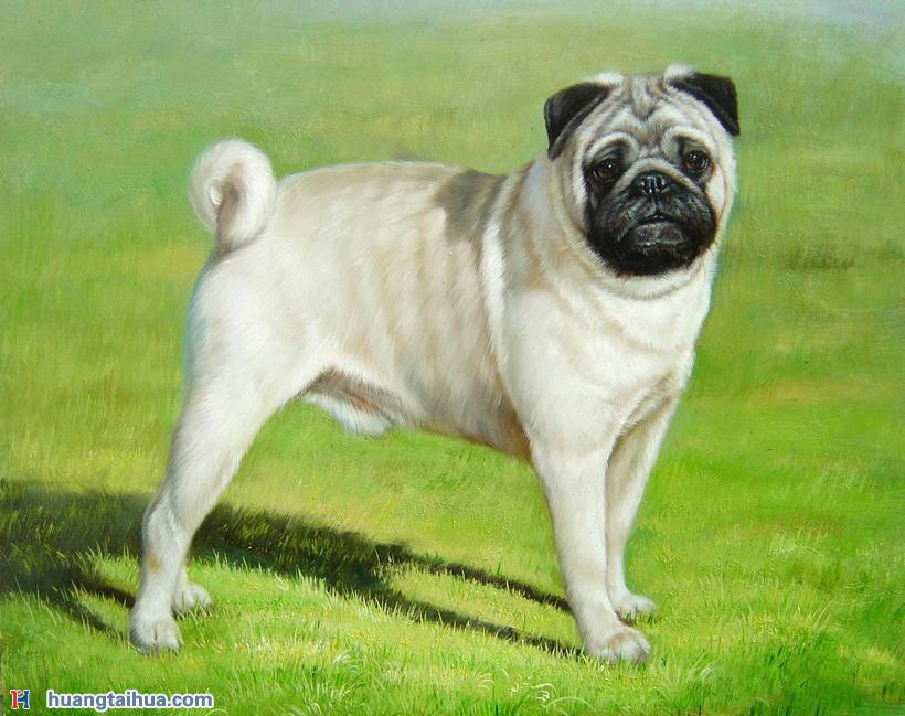 巴哥犬，草地上的白色巴哥犬巴哥犬，草地上的白色巴哥犬作品图片
